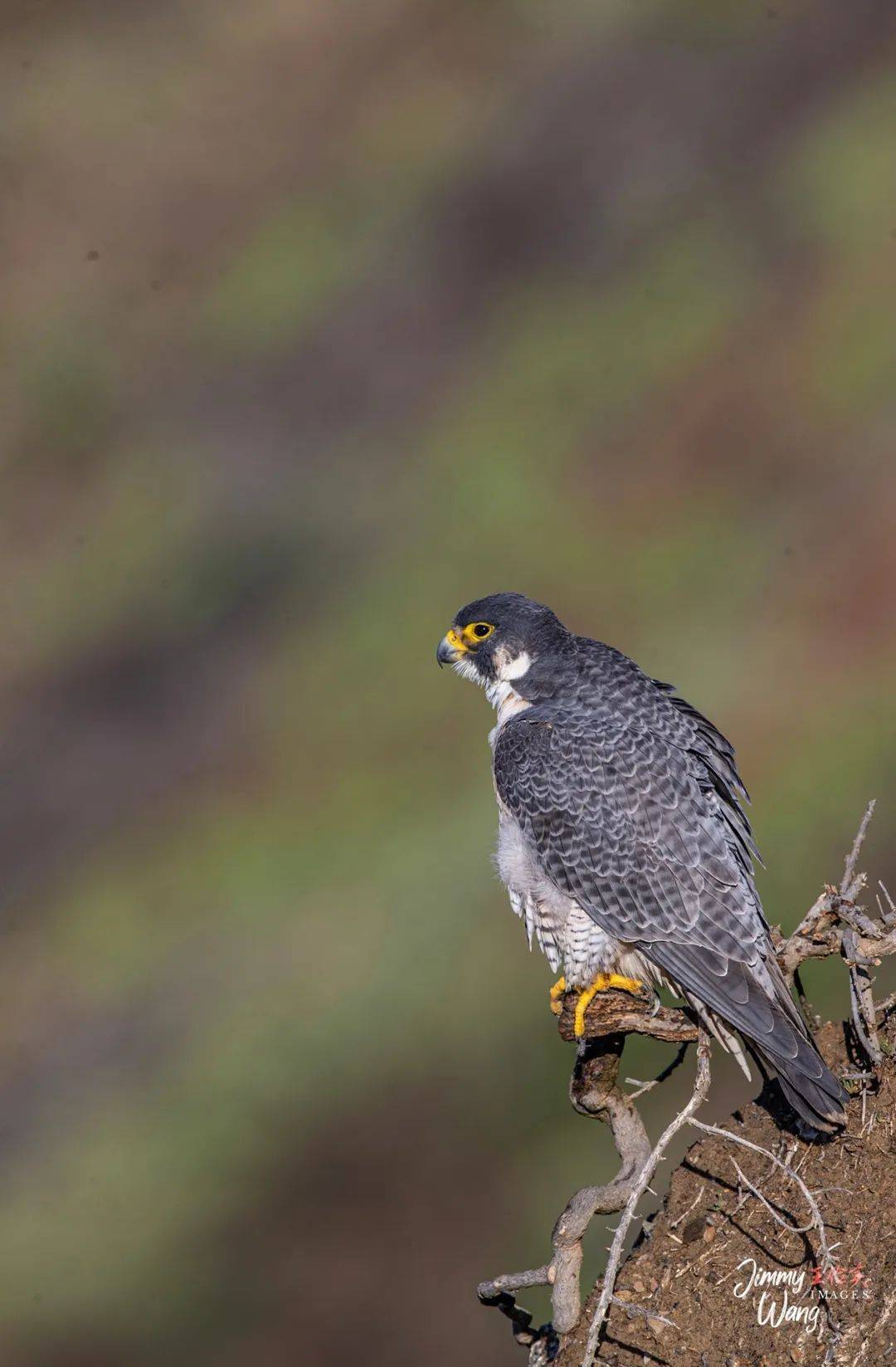 美国鸟类新篇:蜂鸟恋花,䴙䴘凌波;仙鹤展翅,翱翔寰宇;游隼风采,鱼鹰