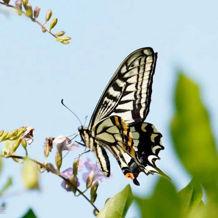捉蝴蝶也是一种学习方式?