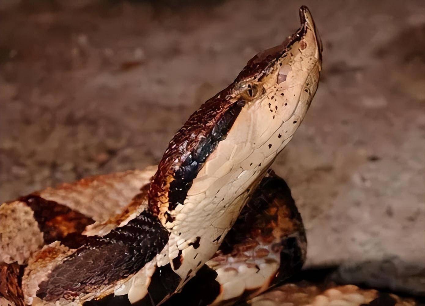 加蓬咝蝰蛇vs眼镜王蛇图片