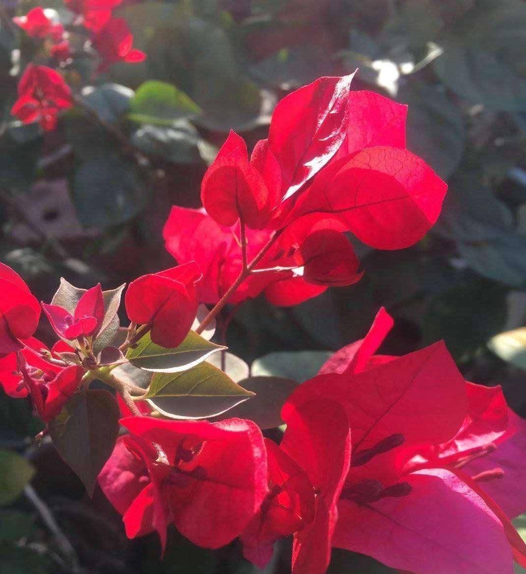 想养花不知道养啥好?根据3个方面选,越养越好,四季开花长爆棚