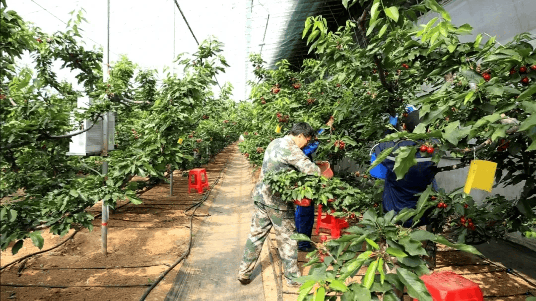 烟台大樱桃新鲜上市,甜蜜爆汁!