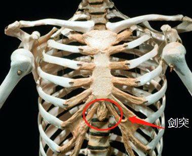 前胸正中是胸骨,胸骨柄的末端长有软骨,西方人叫剑突,中国人称为蔽骨