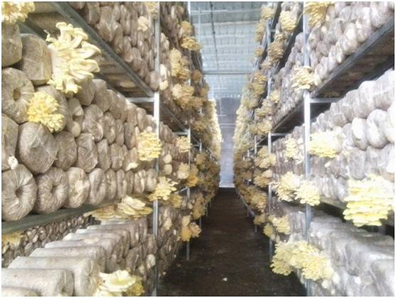 云南广南:稳步推进"庭院 鸡油菌"产业发展