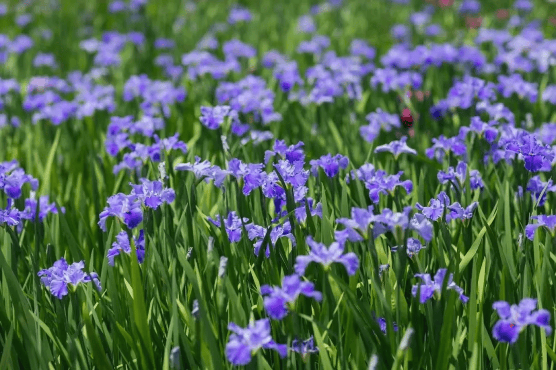 邂逅紫色浪漫,打卡五月申城的"绝绝紫",这些花海等你去欣赏