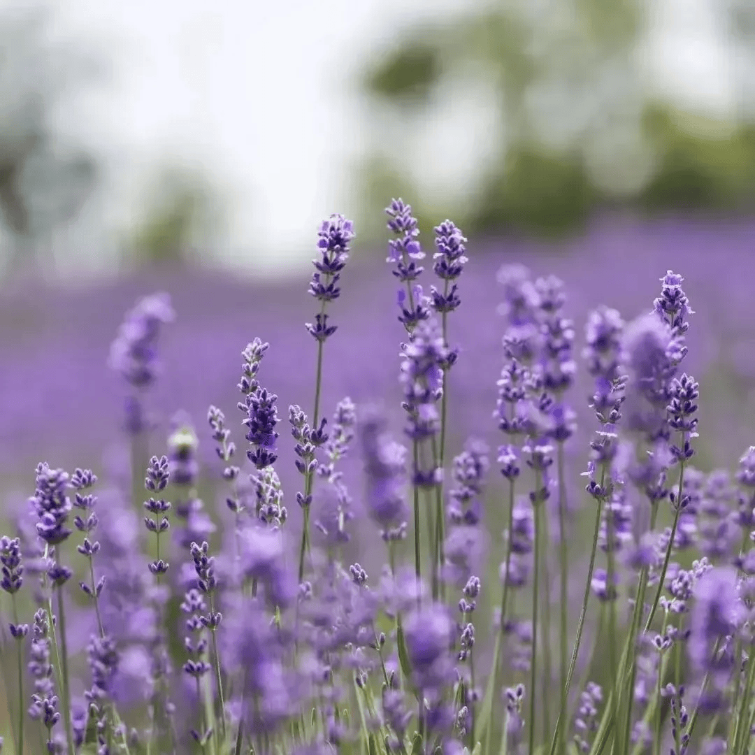 邂逅紫色浪漫,打卡五月申城的"绝绝紫",这些花海等你去欣赏