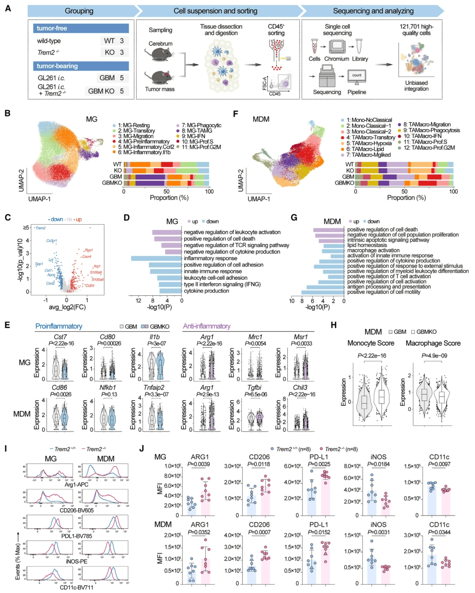 中大/北大:首次揭示「既促癌又抑癌」蛋白如何助力肿瘤的免疫逃逸