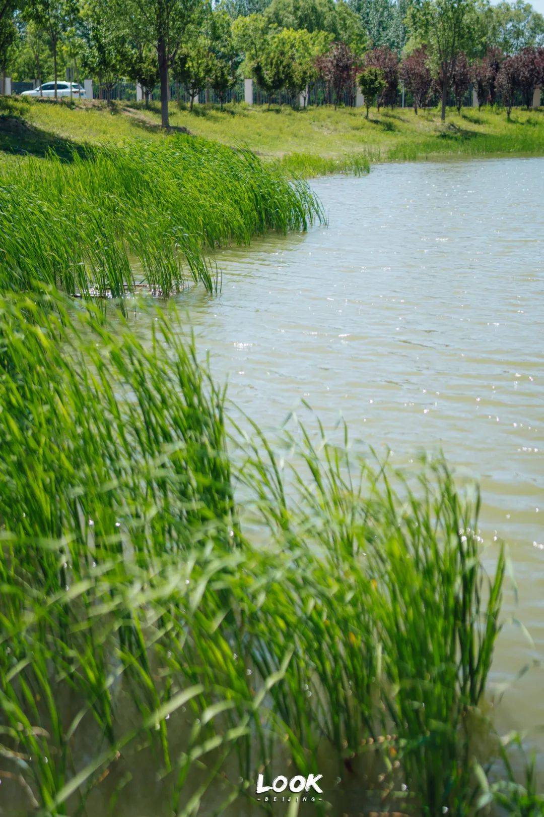 不藏了 · 北京最被低估的小众公园_自然_黑桥_夏日