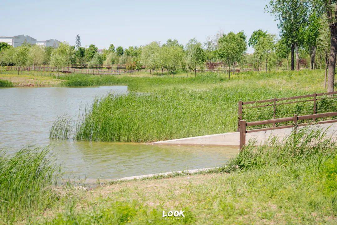 不藏了 · 北京最被低估的小众公园_自然_黑桥_夏日