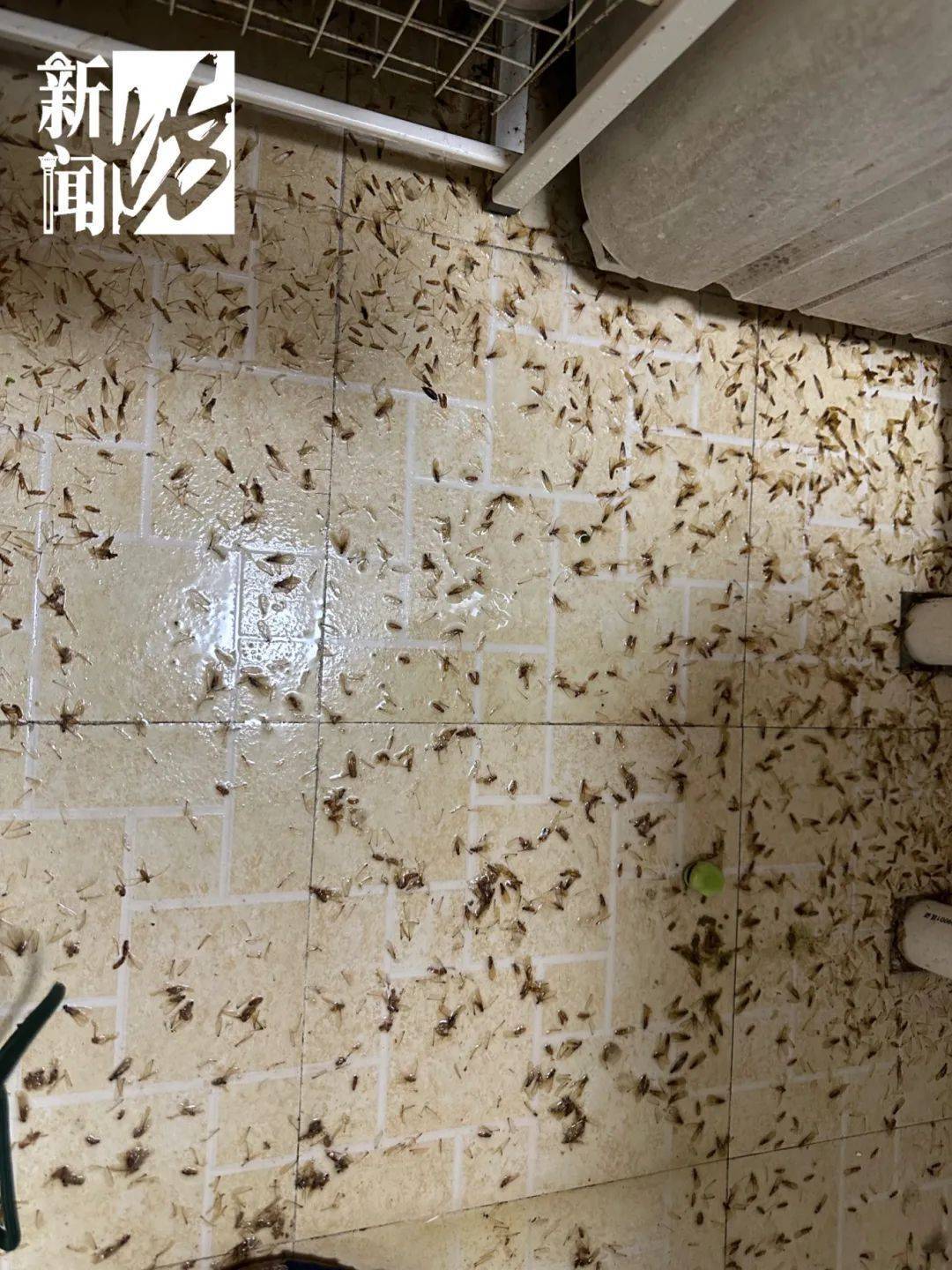 有人夜不能寐,身上,头上到处都是……_白蚁_防治_庄女士