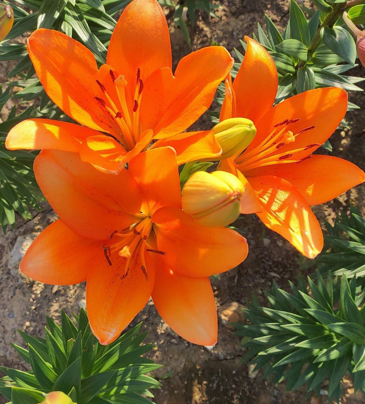 冬季如何养百合花?简单3步,来年开爆盆,花朵又大又多很鲜艳