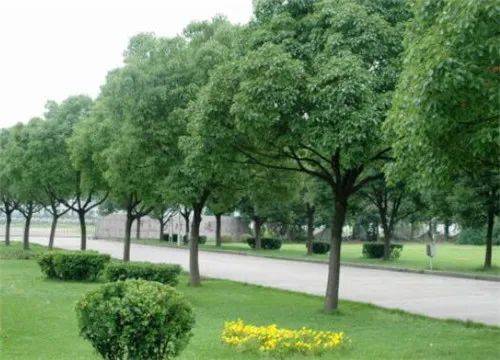 散文||香樟树的遐思