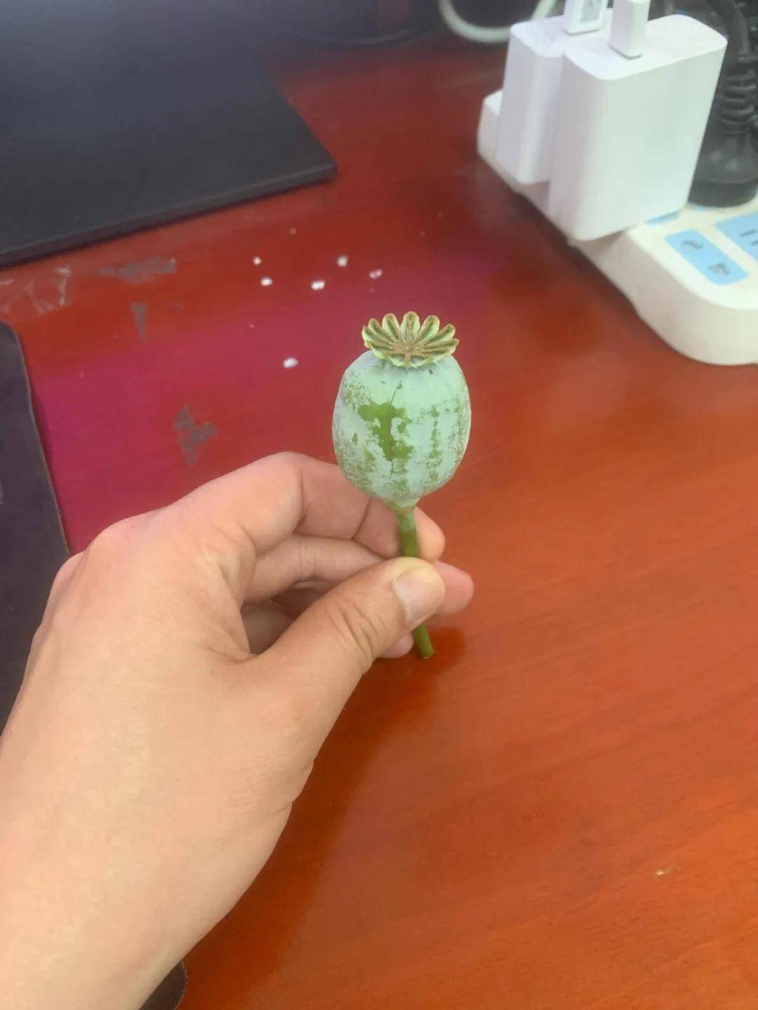 3名初中生送来"神秘果",民警:够专业!