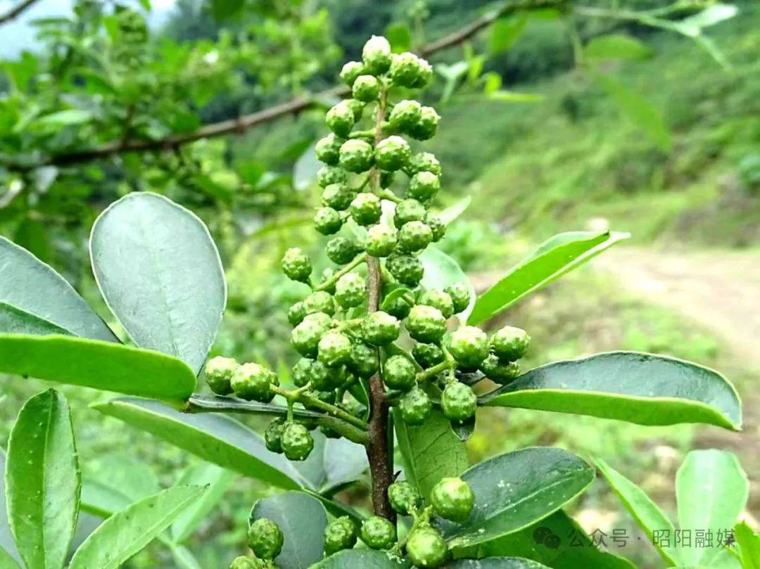 总产值8820万元!炎山花椒产业勾勒乡村振兴美丽画卷