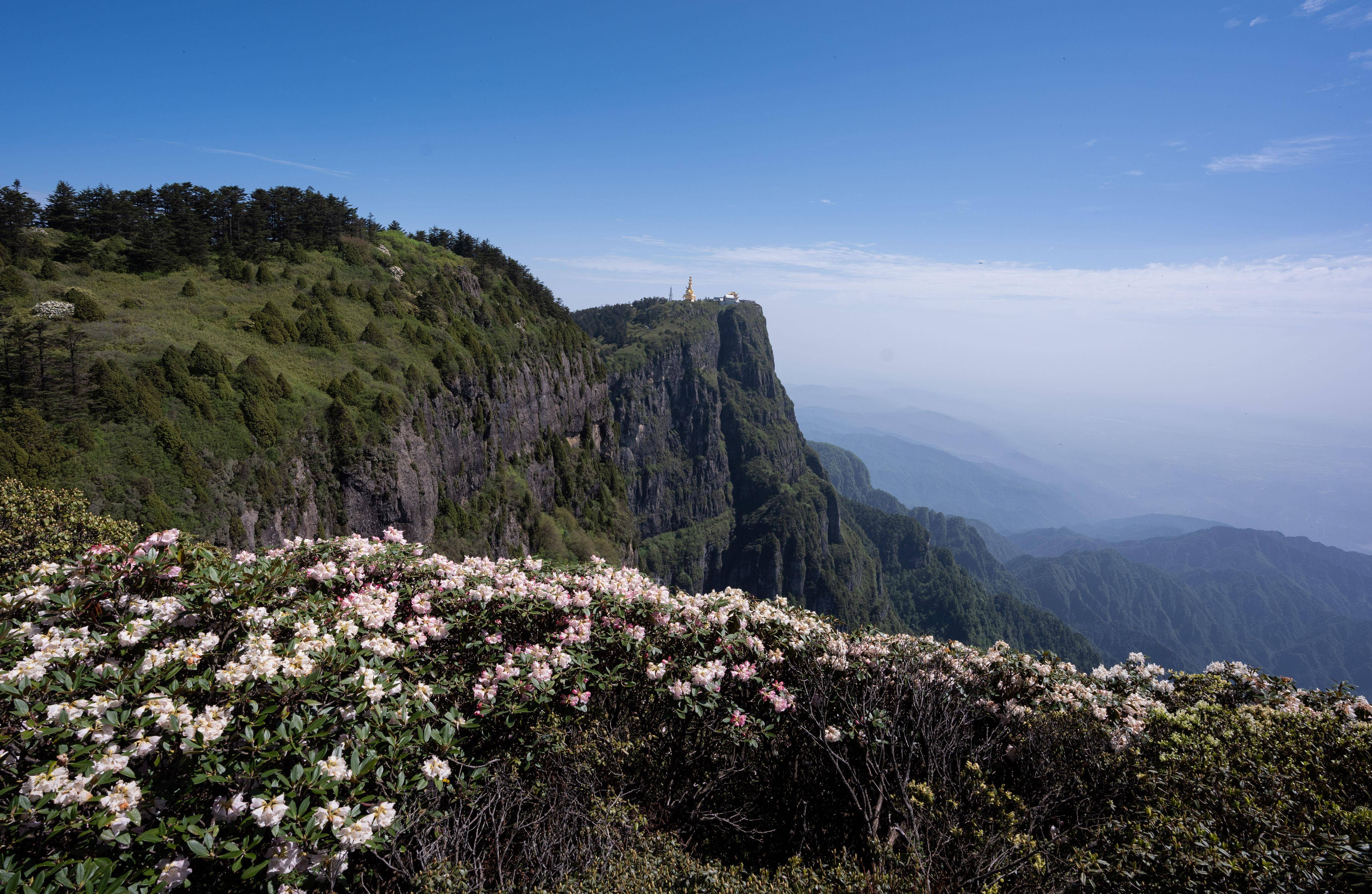 峨眉山山顶杜鹃花绽放