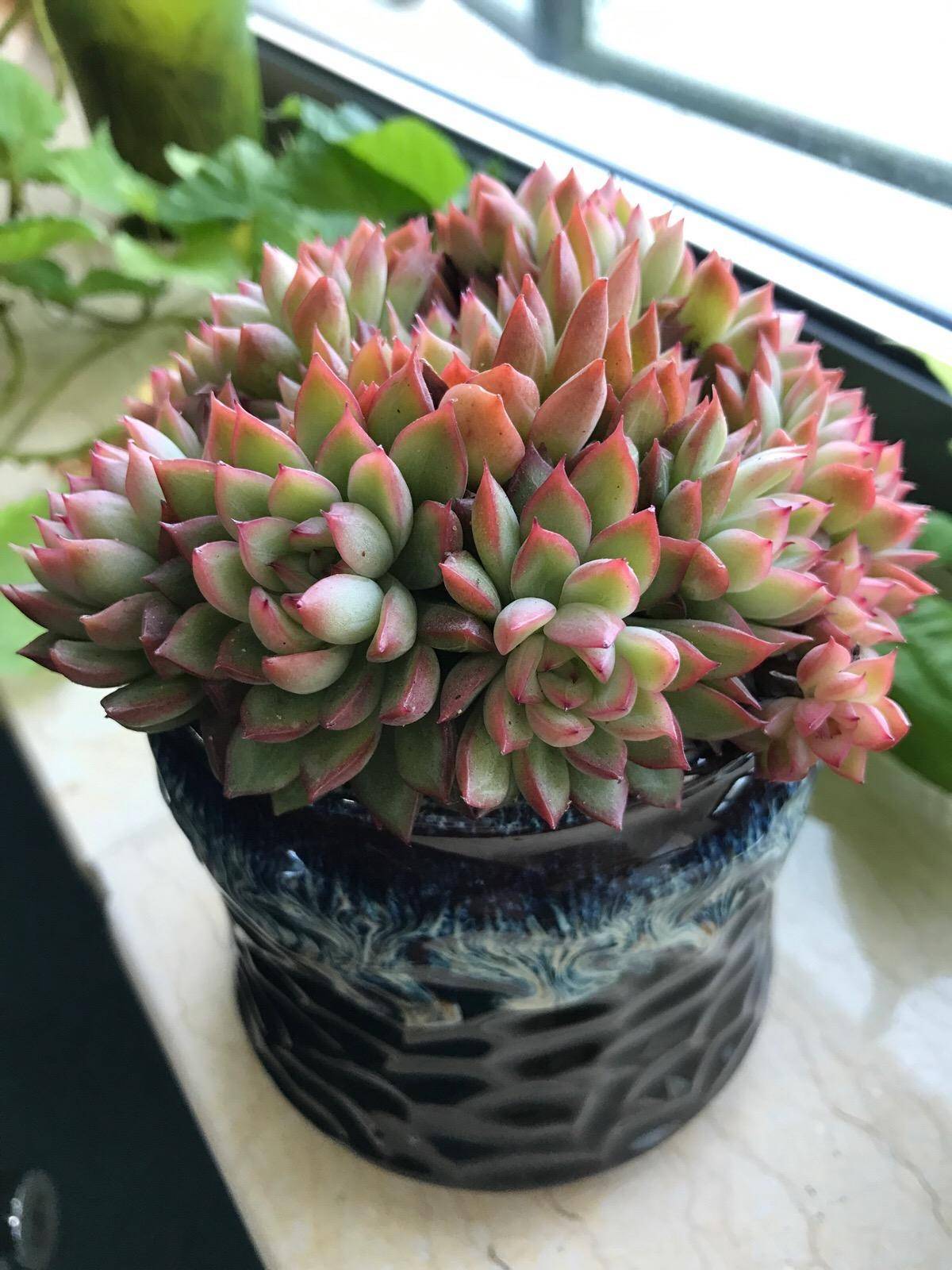 养多肉,有"1步"很关键,根系更壮,叶片更肥,肥嘟嘟特别美