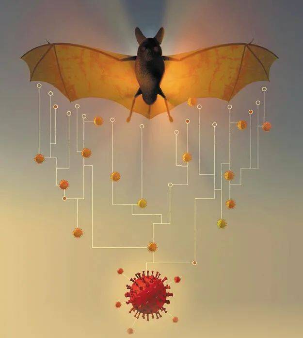 蝙蝠_病毒_气孔