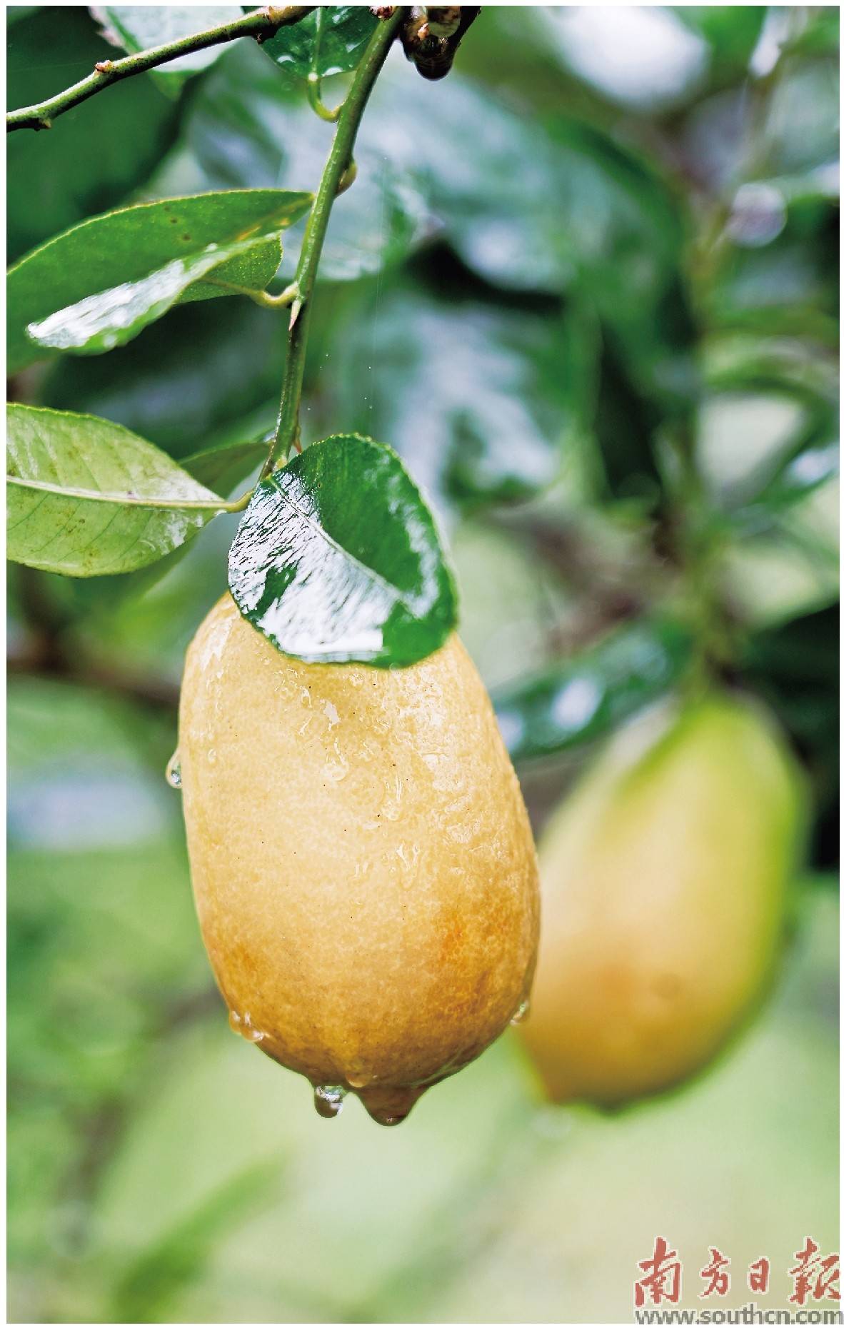 种下香柠树 结出幸福果