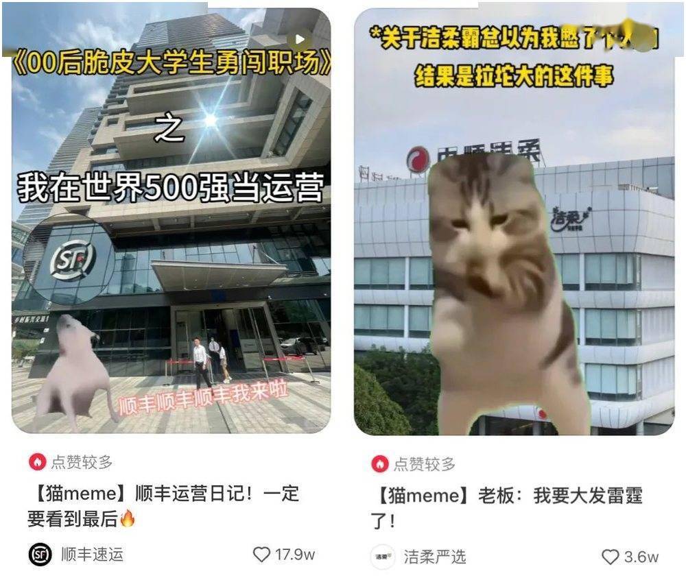 一周涨粉10万，谁在靠猫meme走红？_搜狐网