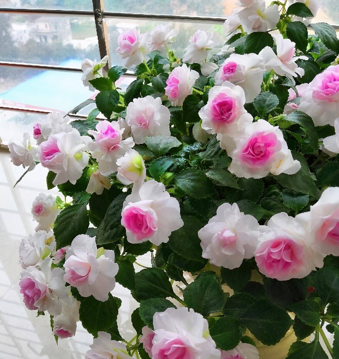 重瓣非洲凤仙花怎么养?记住2点,花繁叶茂,怎么看都美