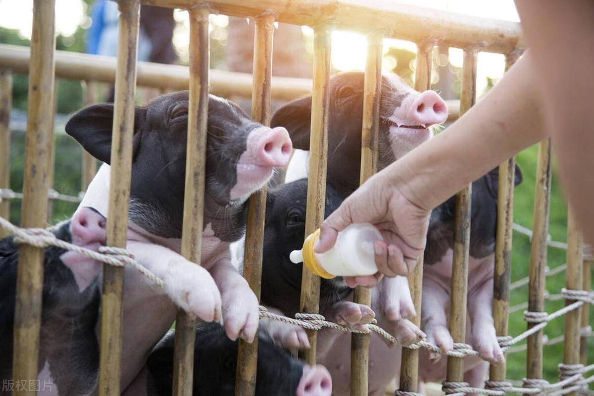 金霉素,新霉素,盐霉素,四环素,杆菌素,林可霉素,康泰饲料添加剂及猪宝