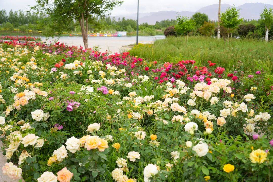 【原创】金昌玫瑰谷里好风光,花香景美醉游人