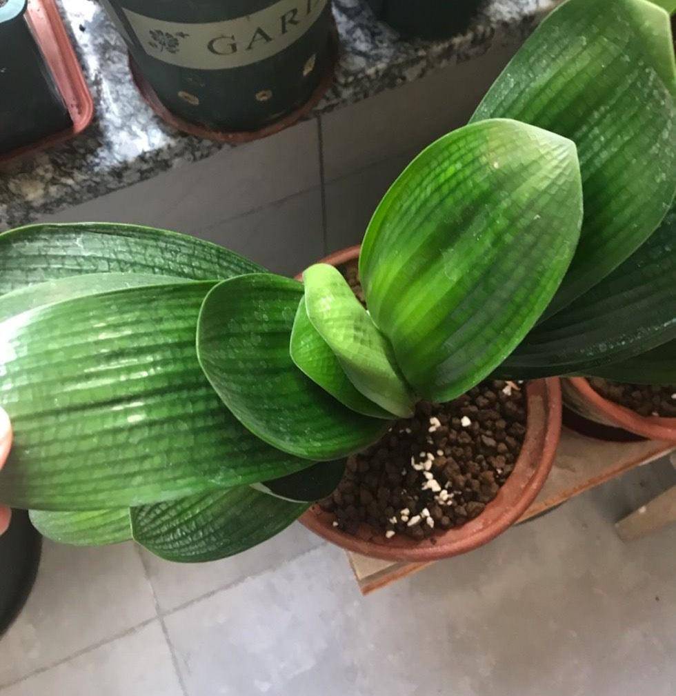 注意以下几点就好了:君子兰是一种很大气很高雅很耐看的盆栽绿植,说