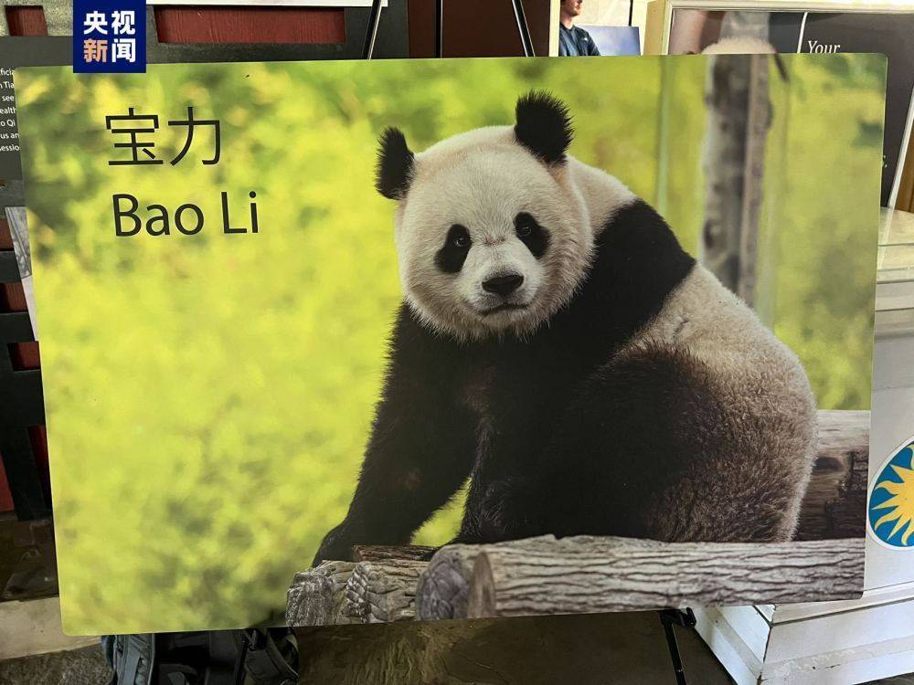 中美开启新一轮大熊猫国际保护研究合作 宝力 青宝 将赴美