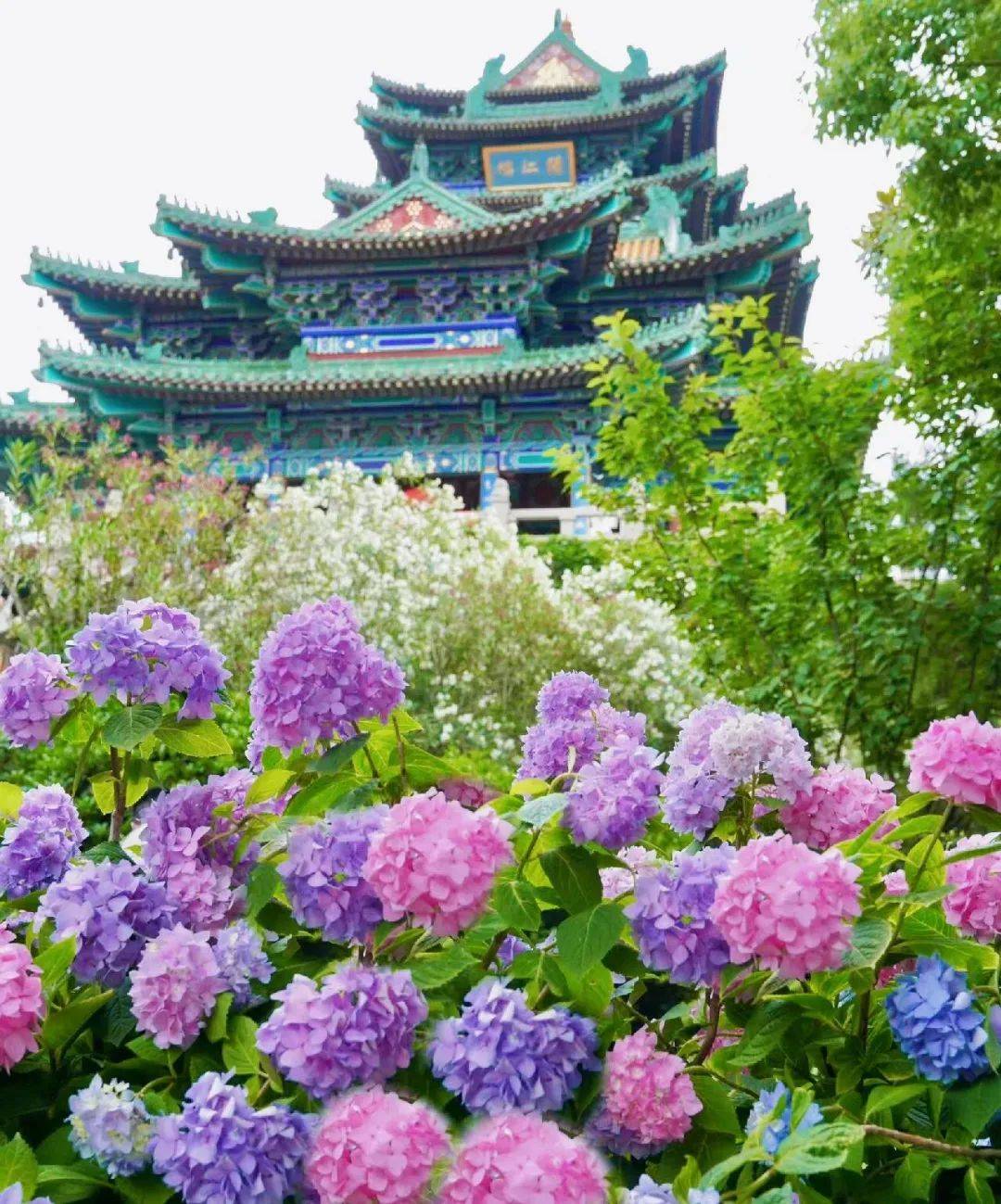 早安南京 | 绣球花开,无尽夏_门票_滨江公园_夏日