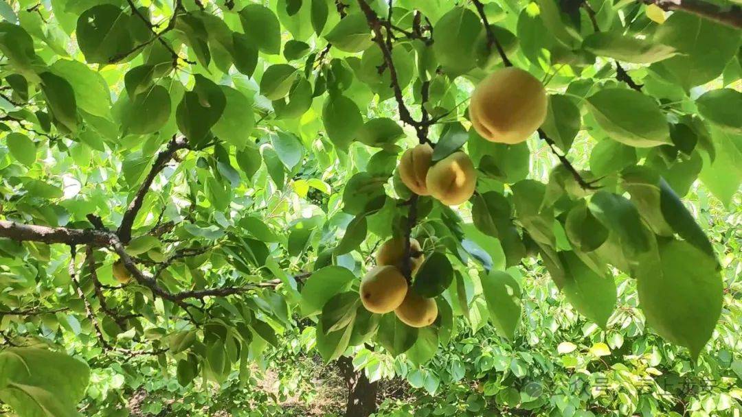 "杏好有你" 来马投涧镇感受不一样的盛宴_南岭_贡杏_龙安区