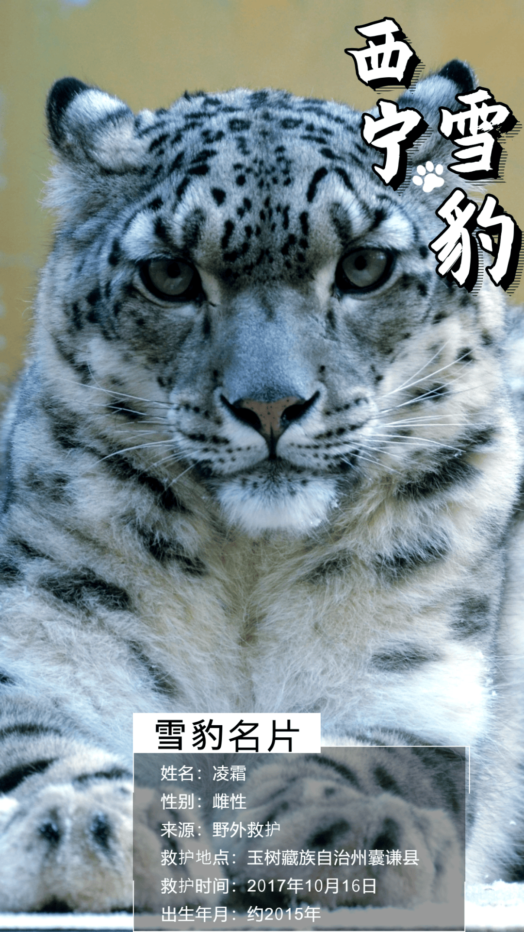 一组海报带你认识西宁网红雪豹!