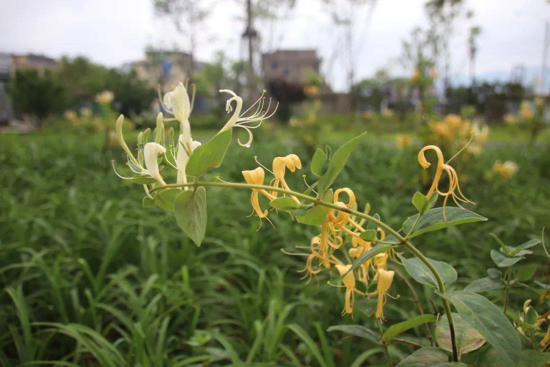 【院内有草,每周一方】忍冬(金银花)