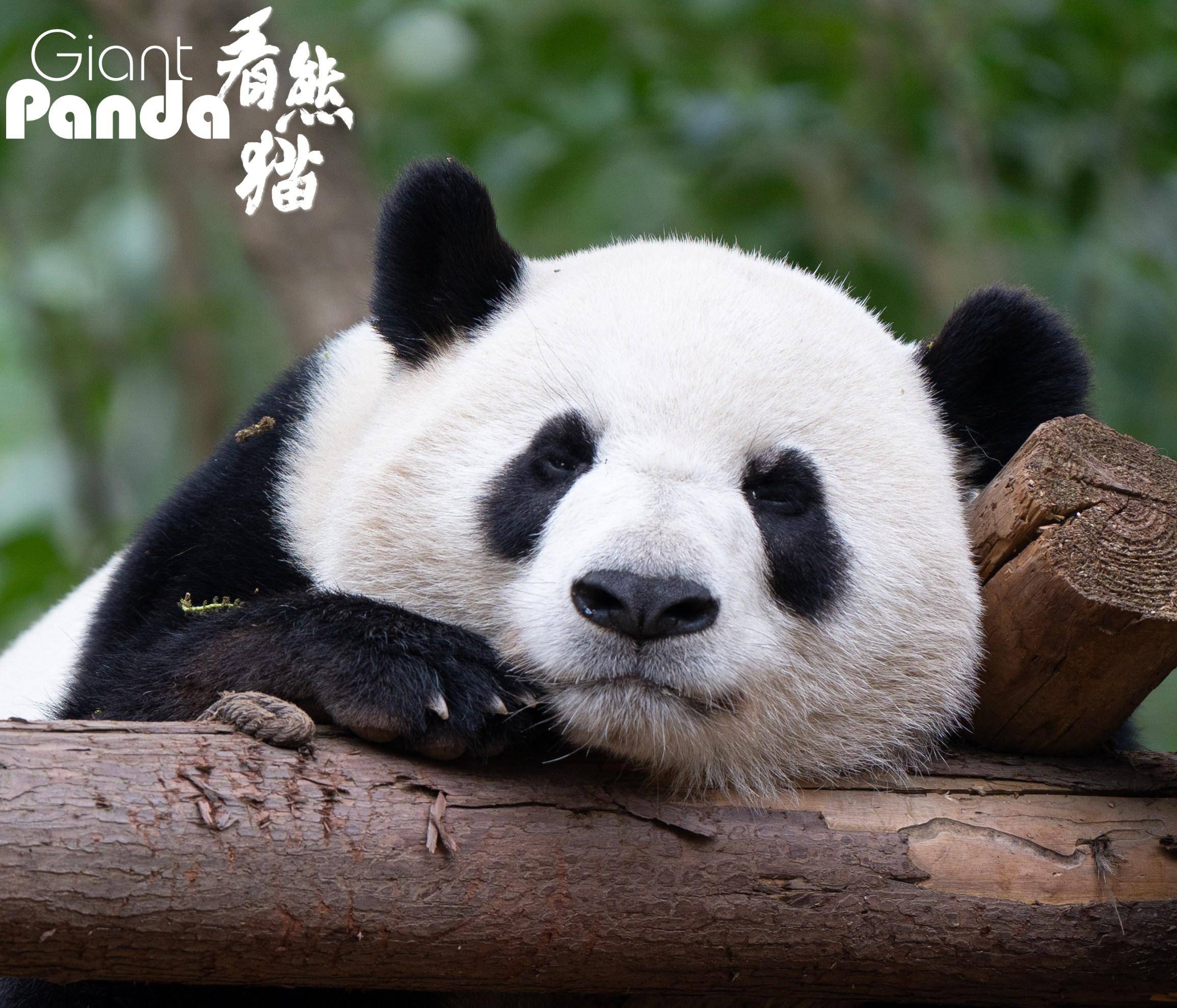 大熊猫迎迎去世图片