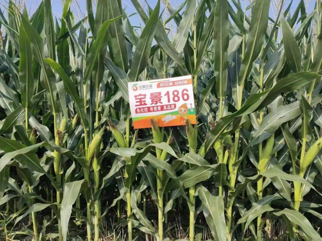 "宝景666","郑单6161"玉米大单品流量增长成功签约