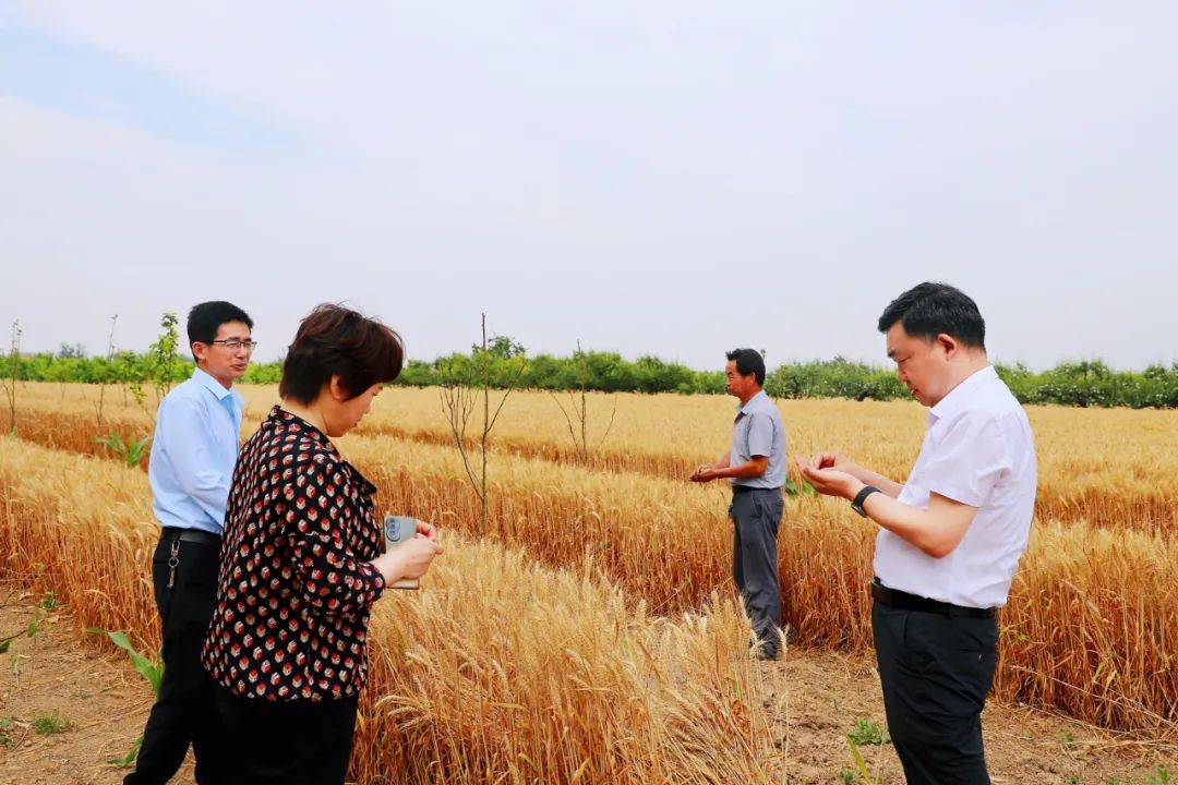 杨洪军到凤城街道,圣泉镇督导调研三夏生产和秸秆禁烧工作