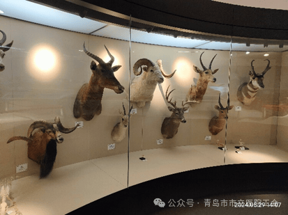 青岛市市立医院组织开展职工子女"博物馆体验日"活动_动物_贝林_家长