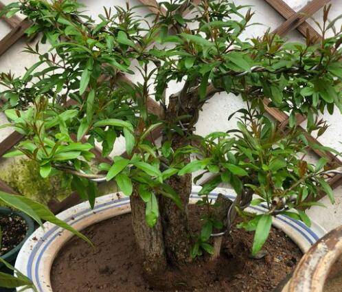 盆栽石榴怎么施肥?有"2个"最佳时间,开花红艳艳,果子多又大