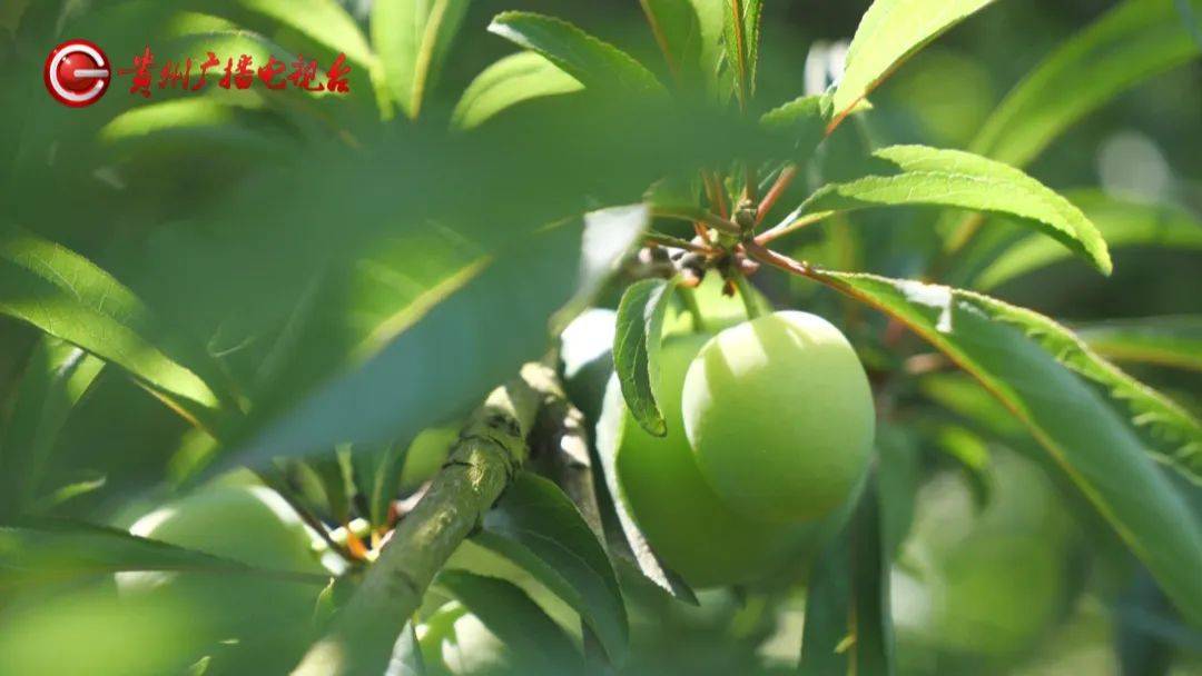 可是贵州人的宝藏水果咱们安顺六马镇的蜂糖李一转眼又来到了桃李飘香