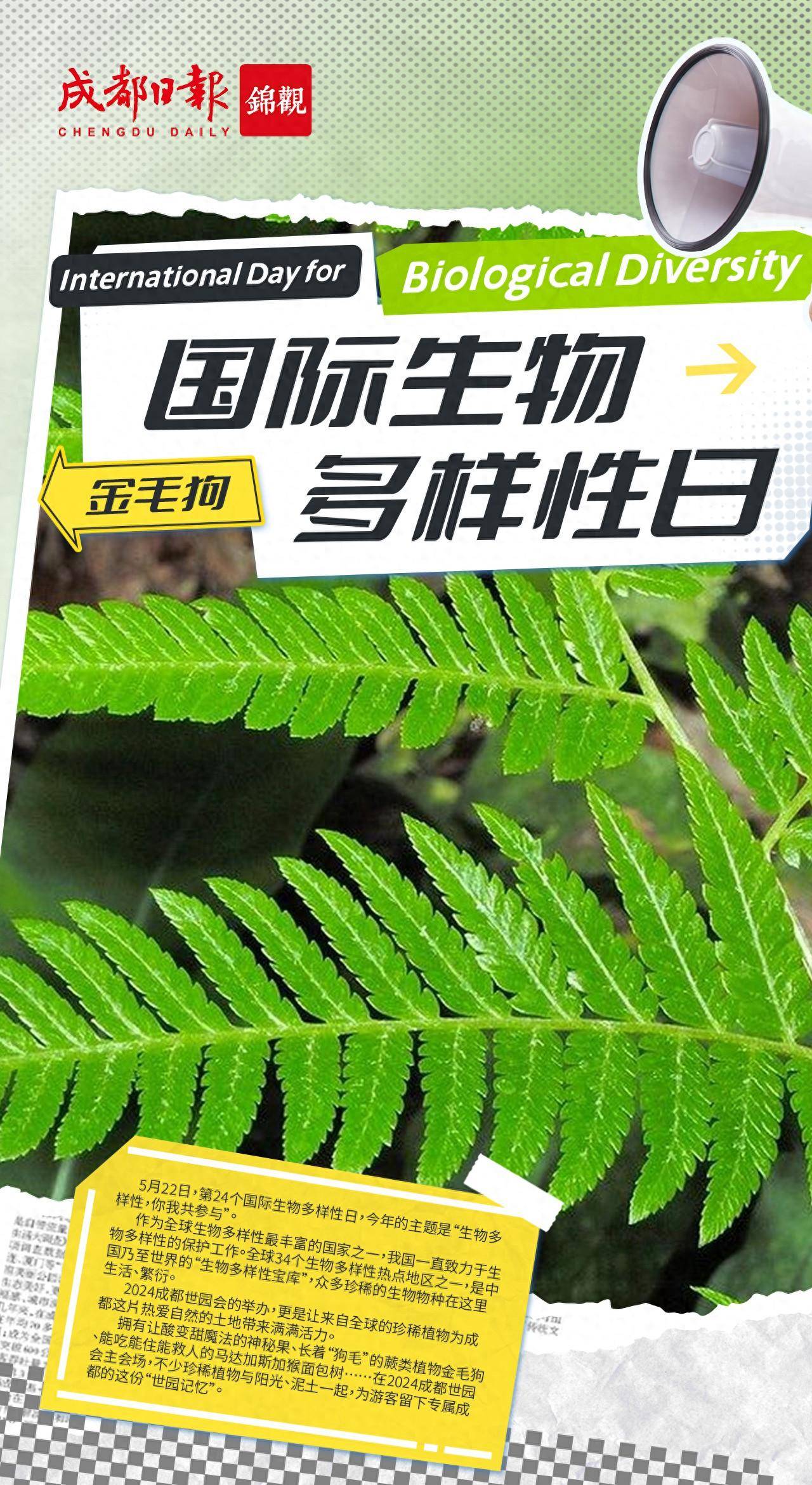 金毛狗蕨植物的寓意图片