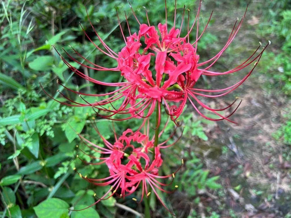 名字花名册_花的名字_名字花花的拼音