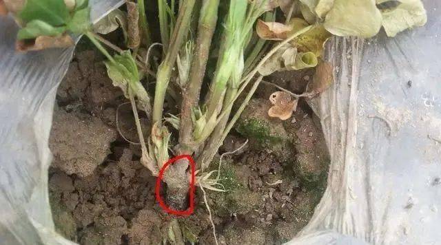 这个最火的杀菌剂配方唑醚.戊唑醇,能治100多种病害,还可调节生长