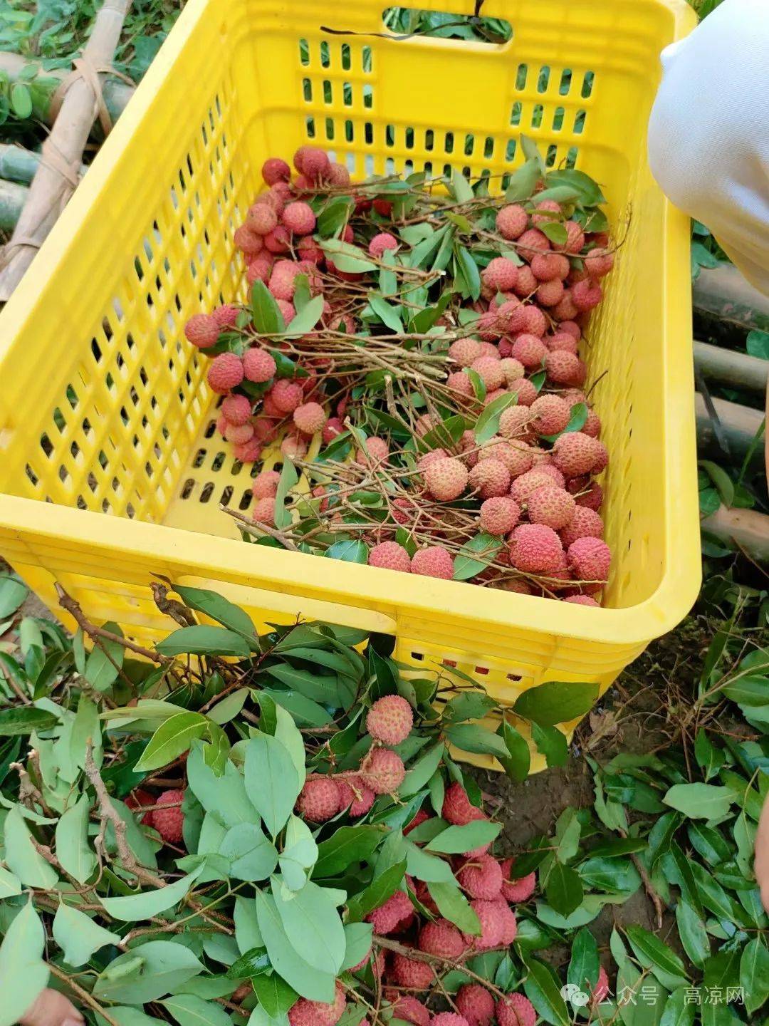 高州荔枝中的"爱马仕"桂味上市啦67!_品种_价格_网友