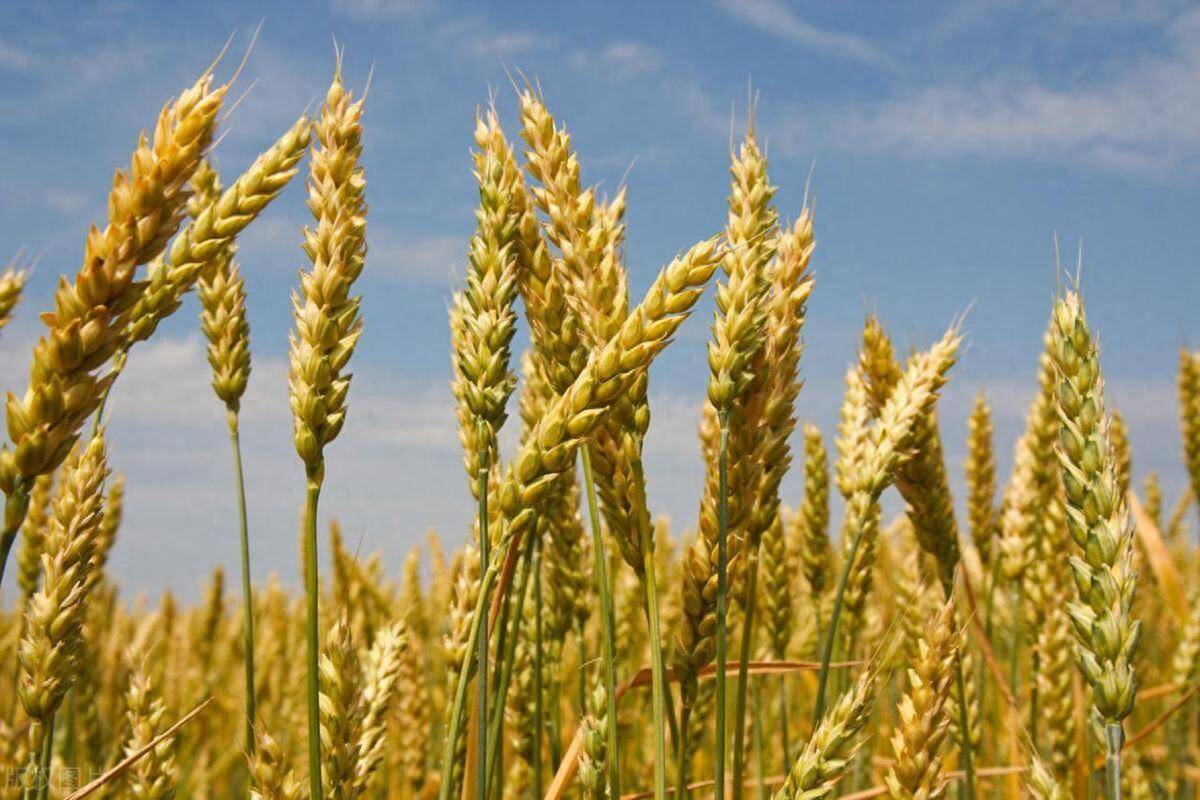 新麦9369田间长势均匀,植株挺拔,叶色浓绿,分蘖力强,广受种植户及经销