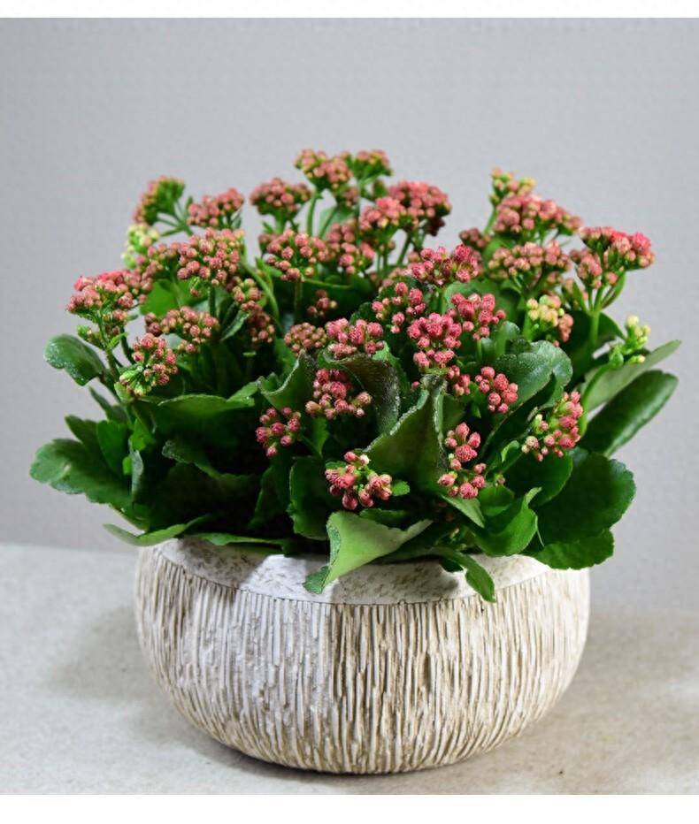 天热了长寿花怎么养?记住一点,顺利度夏,秋冬季又开爆棚很茂盛