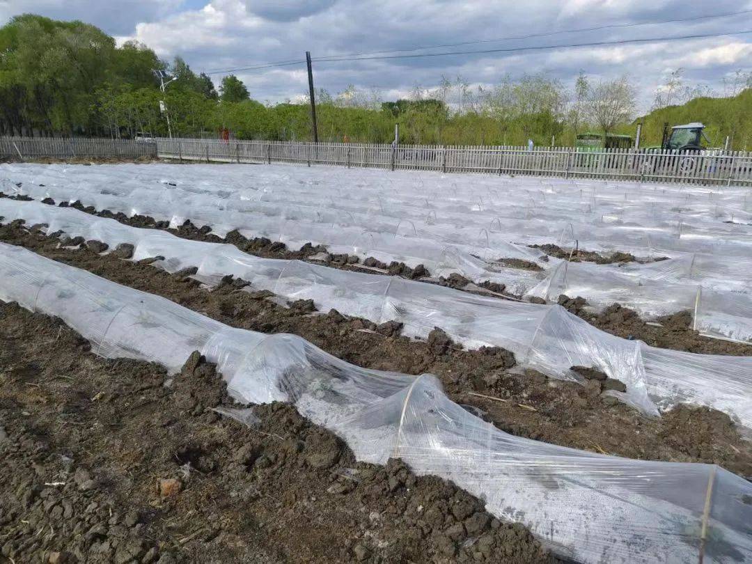 克山县河北乡:基础产业再融合 "大棚经济"促增收