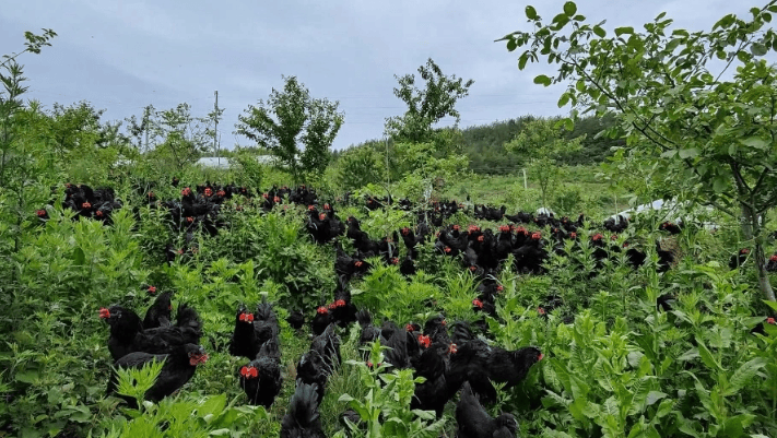 走进百里坡旧院黑鸡养殖基地,中草苦菊种植基地,蚯蚓种养基地等在基地