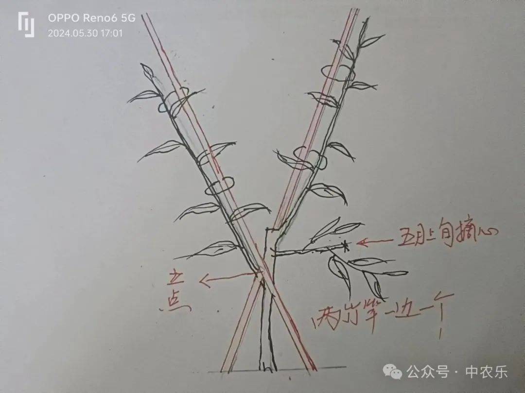 今年小树整形造型应注意哪几点