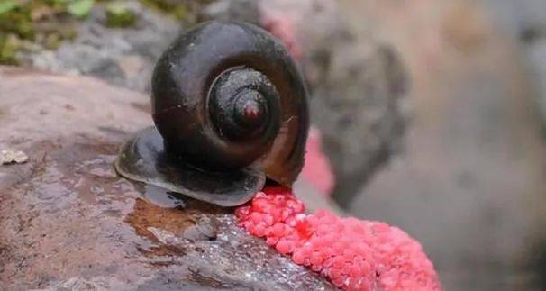 山西丨连锁餐厅顾客吃到福寿螺事件后续:涉事店合约去年到期