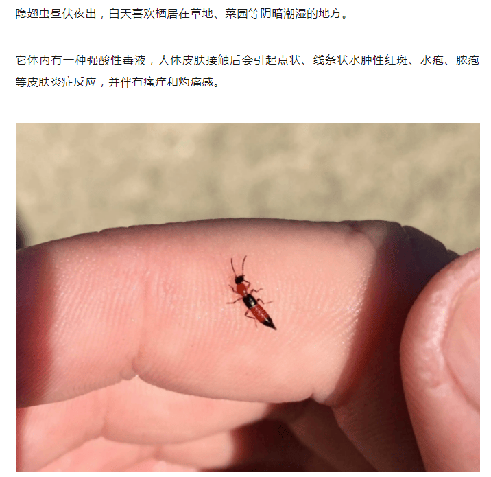 毒液沾染在皮肤局部,或由拍虫子的手触摸到身体其他地方,在短短数小时