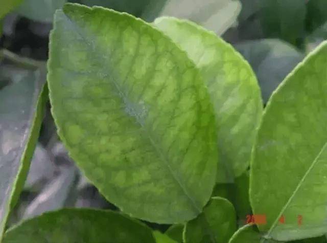 作物缺素症状诊断表!一秒速查!收藏!