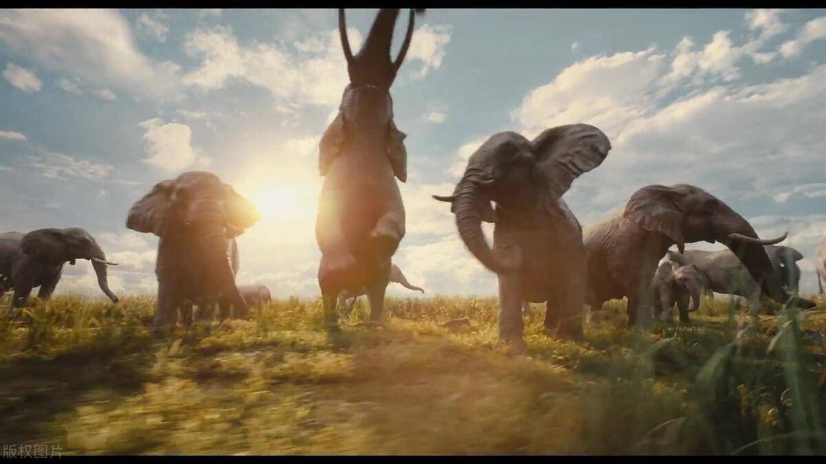 电影《 狮子王:木法沙传奇》深度解析